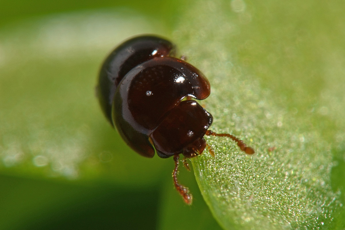 Leiodidae: femmina di Agathidium dentatum